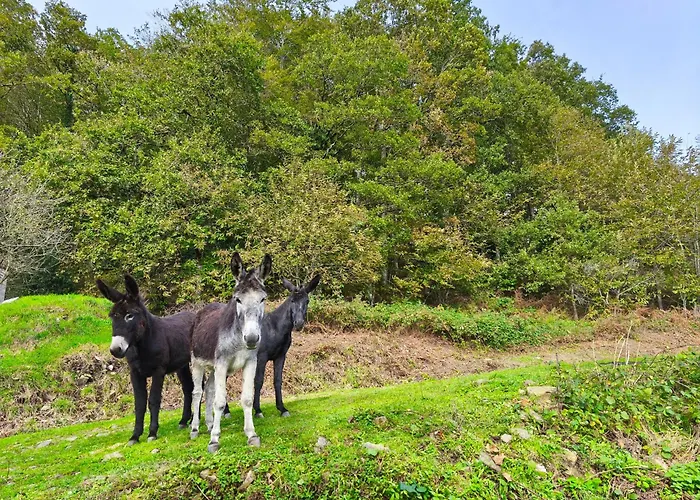 Brenagudina - Pasiega Con Piscina Climatizada *
